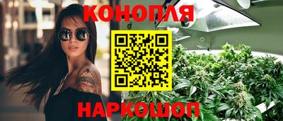 сатива Новозыбков