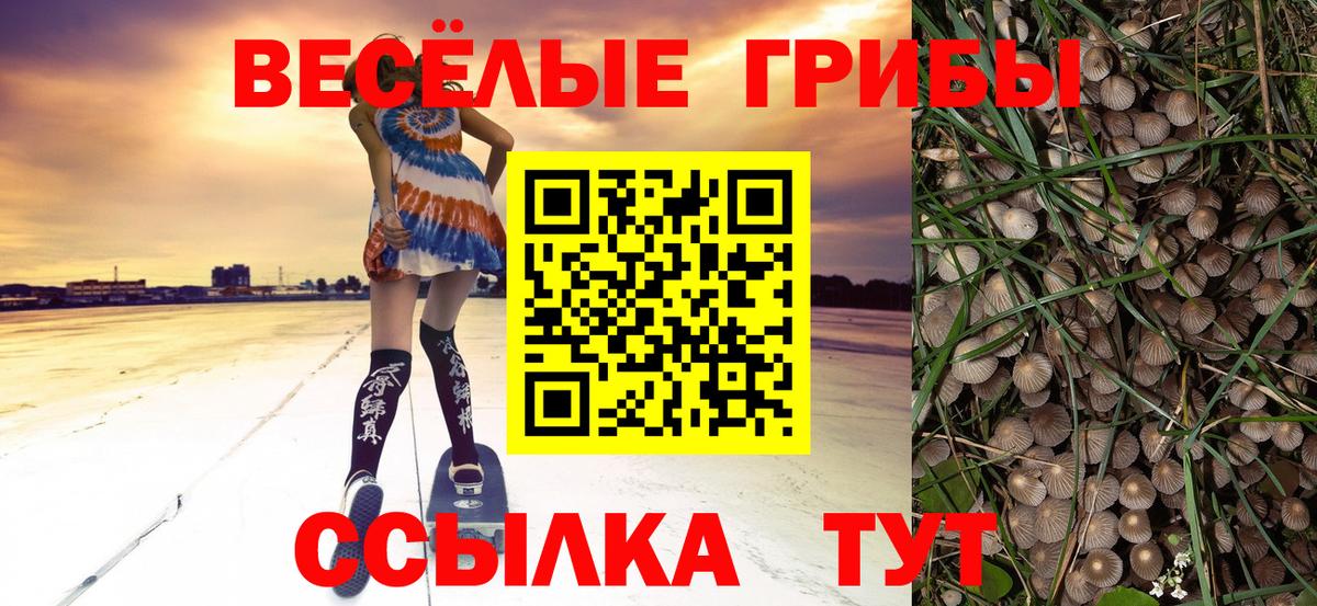 Галлюциногенные грибы Psilocybe  Фролово 